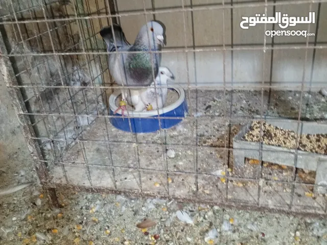 حمام زق شي فاخر من الاخر جواز كل جوز بسعره وفي فراخ  جواز مكفوله