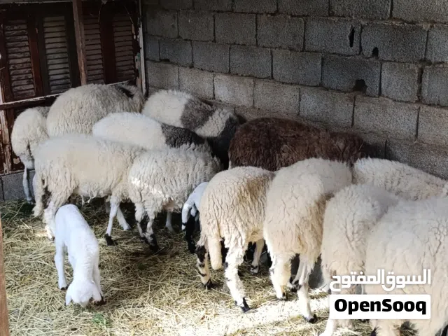 اغنام للبيع