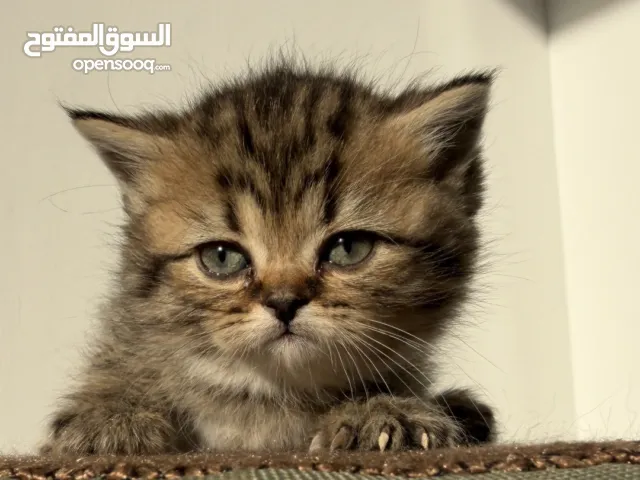 للبيع قطط برتش قولدن NY11 و برتش لونق