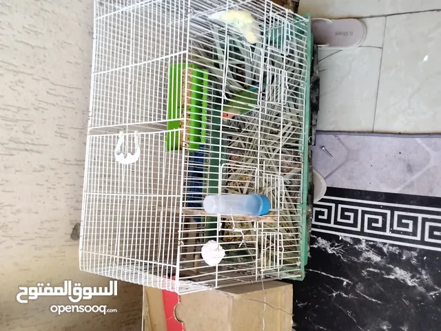 كوبية روز ربي يبارك اقراء الوصف...