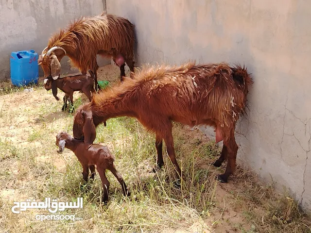 عنزين حليبهم ربي يبارك وحدة تومية تحتها جدي واعناق ووحدة فردية تحتها اعناق كيف والدات سنهم جامعات جم