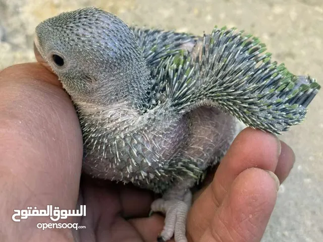 مطلوب ببغاء درة زق يدوي في الزرقاء