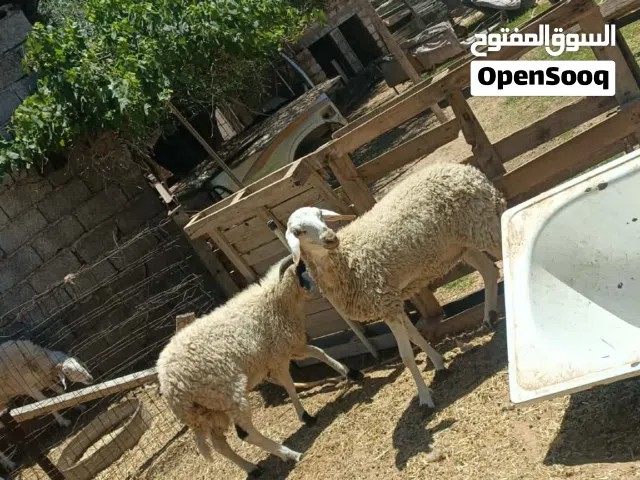 خروف وفطيمه