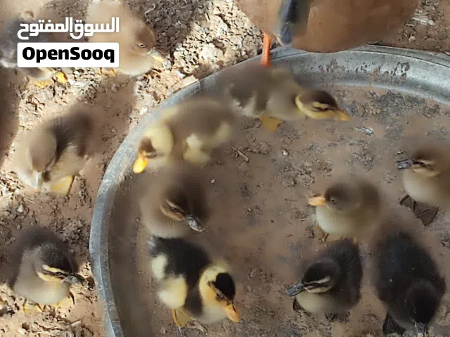 بطة زينه مفقصه تحتها 15 كتكوت نشاطه الله يبارك يوجد خدمة توصيل حسب تفاهم