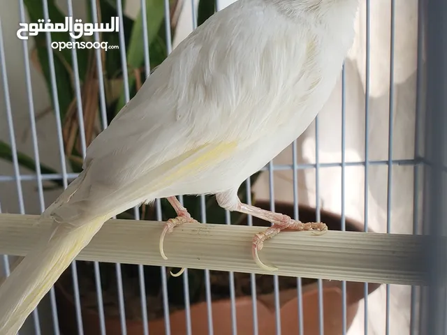 ذكر كناري أبيض مغرررد للبيع