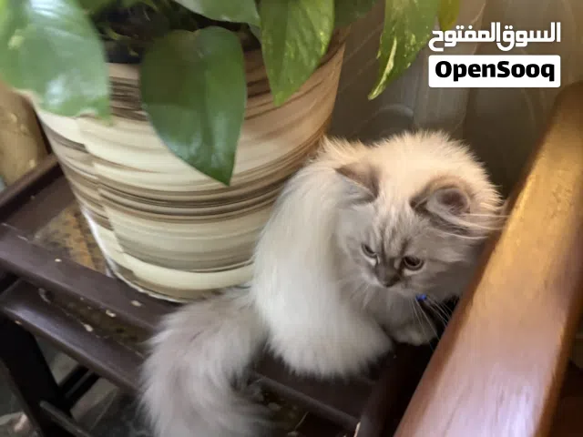 للبيع قط هيمالايا شانشيلا بعمر شهرين ونص  والسعر قابل للتفاوض