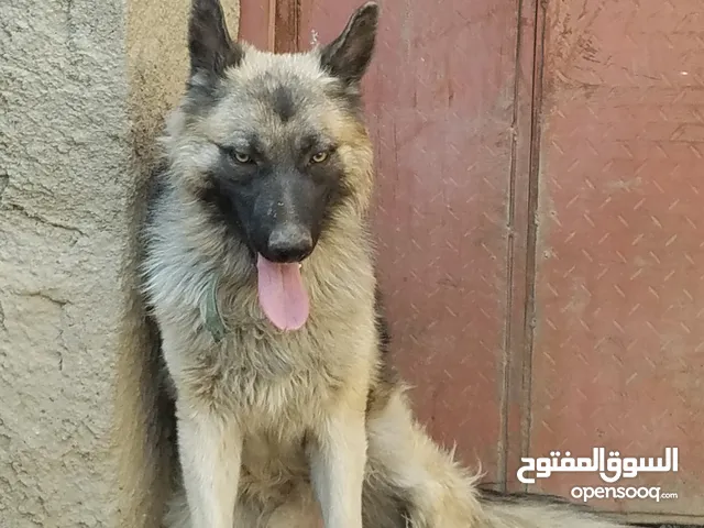 كلب بوليسي