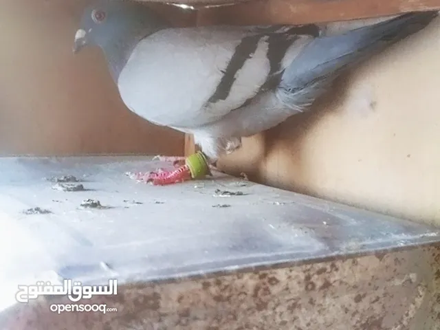 متاح 5 جواز زواجل زرق شغالات ومكفولات