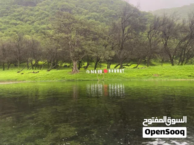 مطلوب أرانب هولندية بسعر مناسب