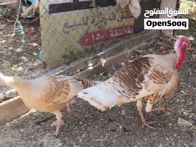 جوز حبش احمر ذكر وانثى للبيع عمر عشر شهور بياض