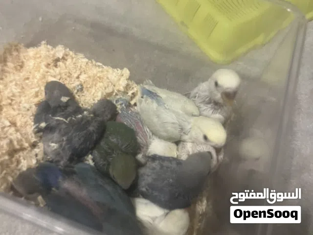 فروخ لوف بيرد شرط ألوان مميزة و احجام طيبة و صحة فوق الممتازه