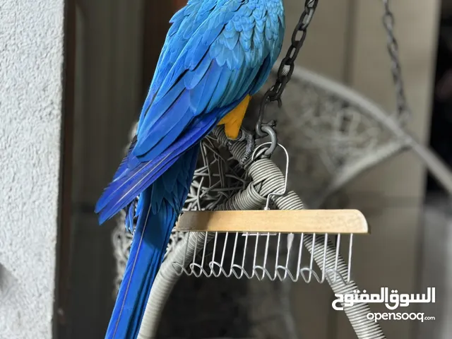 ارة بلو اند جولد