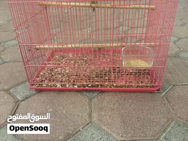 فرخ بادجي تدريب هدد حاله ممتاز ذكر  مدرب  أليف جداً