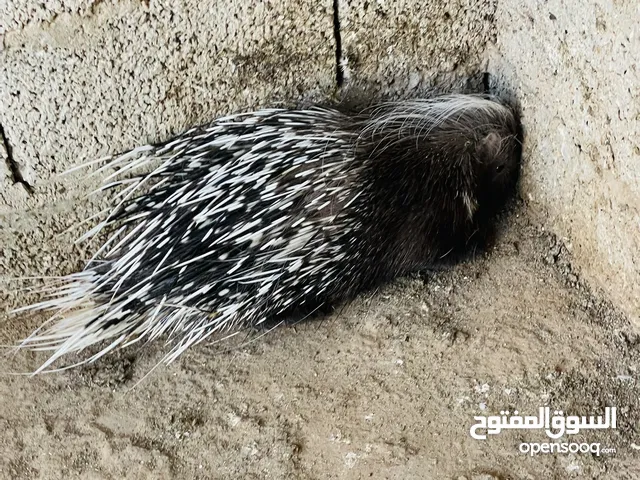 صيد الليل. نيص