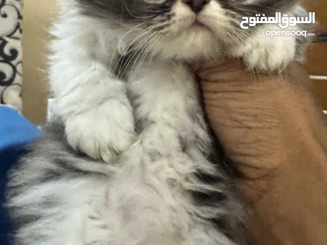 كيتن هاف بيكي فيس للبيع