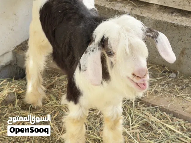 تيس صغير للبيع