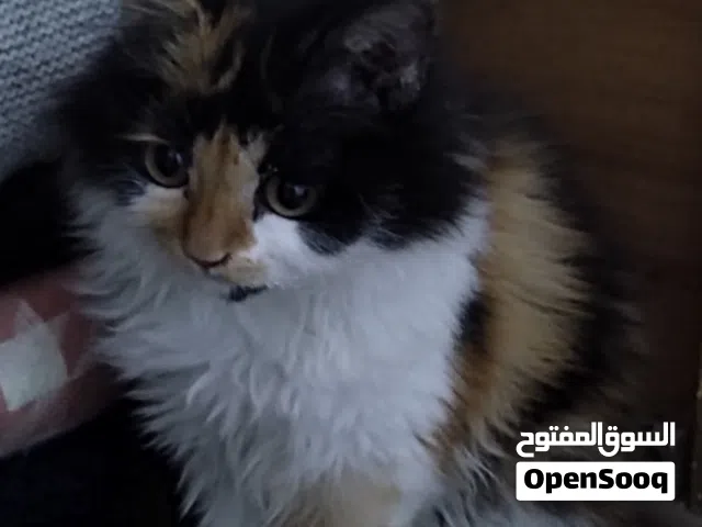 قطة كالنكو للبيع