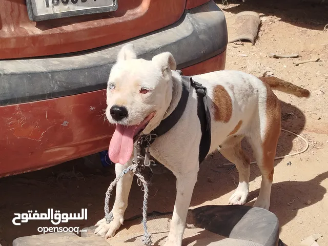 انثى بيتبول اقرأ الوصف