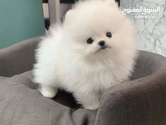 Teacup Pomeranian Puppy.