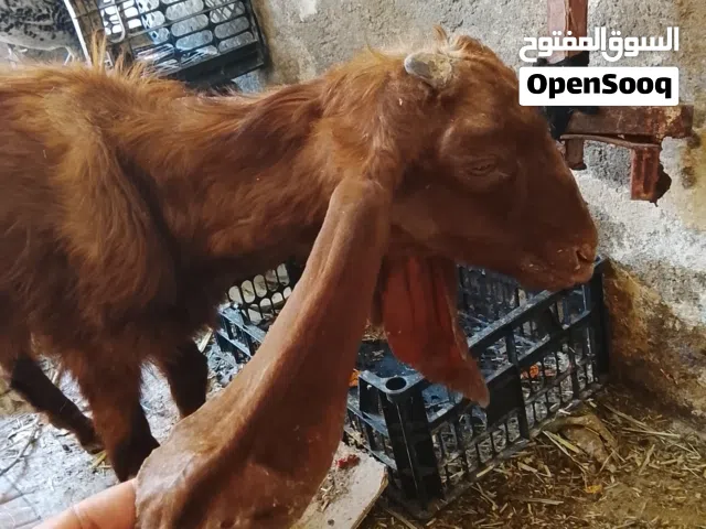 صخله ضروبة افغاني ضعيفه مالت علف صاحيه بلاش اقرء الوصف وخابر