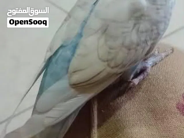 للبيع طير أليف ولطيف جدًا، مناسب للأطفال. * أليف ويوقف على اليد. * هادئ وسهل التعامل معه. السعر:7