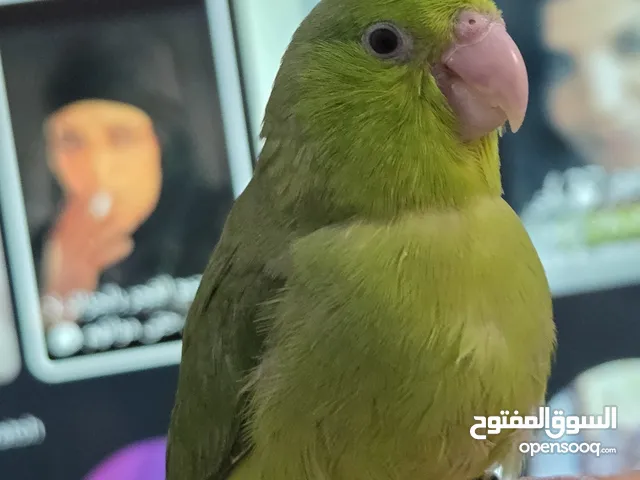 اصغر بغبغاء فيةالعالم بارليت أليف جداااا مافي عض