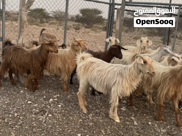 للبيع حلال طيب