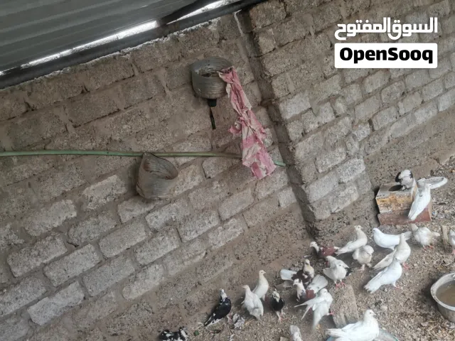 حمام عادي طبيعي