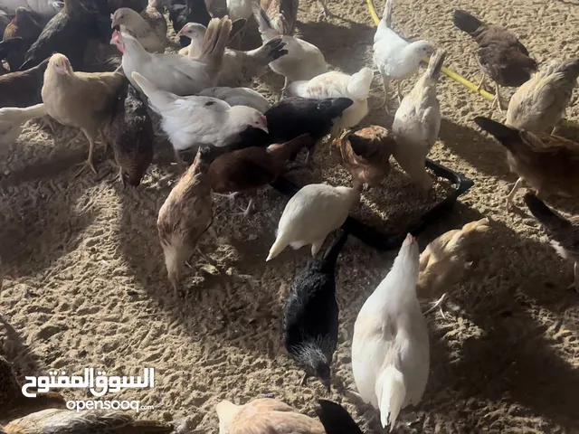 ‏دجاج عربي للتربية