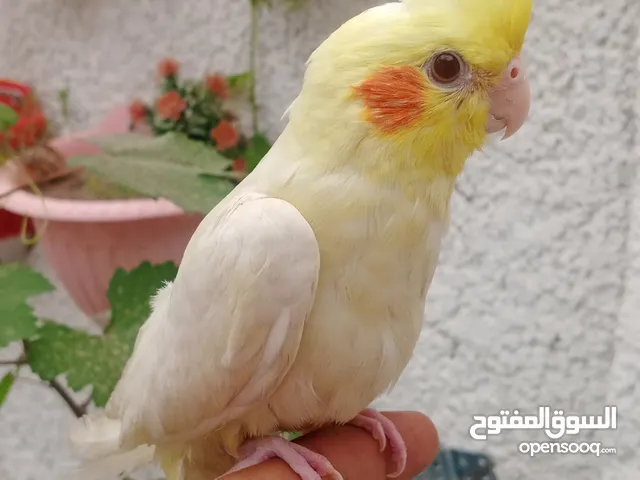 كوكتيلات عمر 2 شهر
