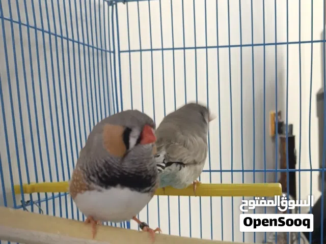 زيبرا مكس دماء انكلش لايت باك