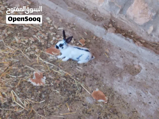 ارانب بابين وأنقر للبيع