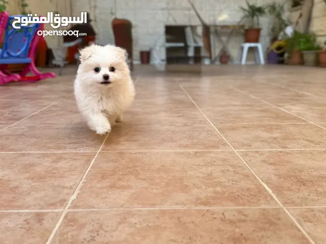 جرو بومارينيان ذكر للبيع