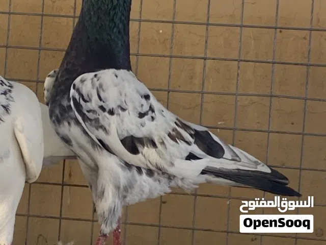 حمام باكستاني تيدي