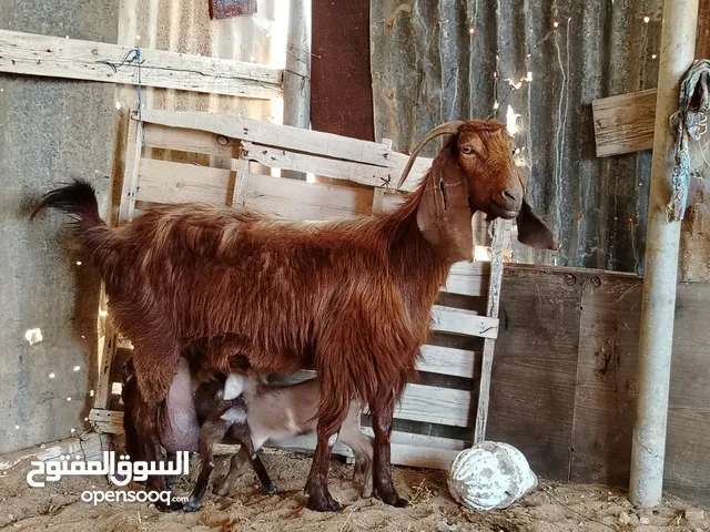 عنز هجين قبرصي سلالة حليب ربي يبارك تومية تحتها زوز اعنايق راويات سنها أول جمع الفر موضح في الصور ا