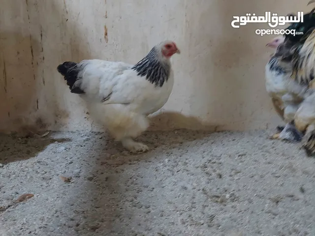 دجاج للبيع