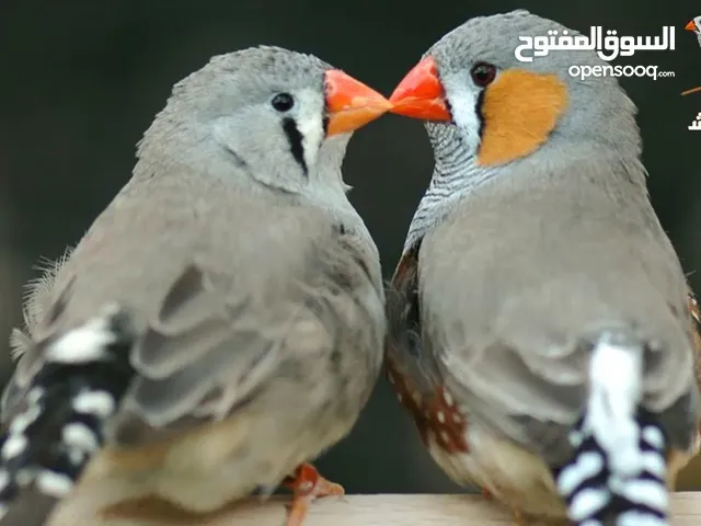 طيور فنجس + ذكر حمام ملكي