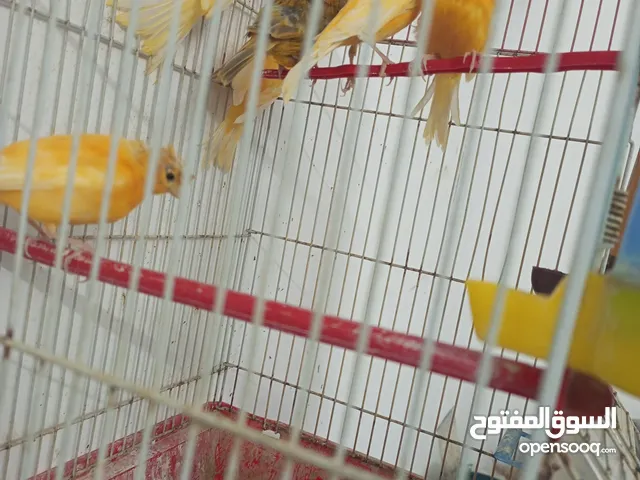 كنار مقنبر