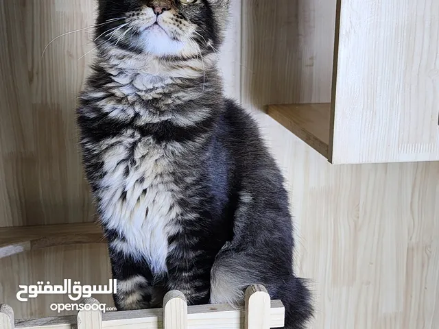 Maine Coon Male Kitten