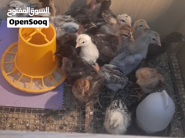 افراخ دجاج عرب سعر الزوج 5 الف