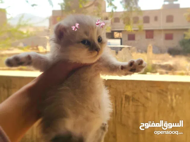 قطط لي بيع الموقع تعز يوجود خدمات توصل