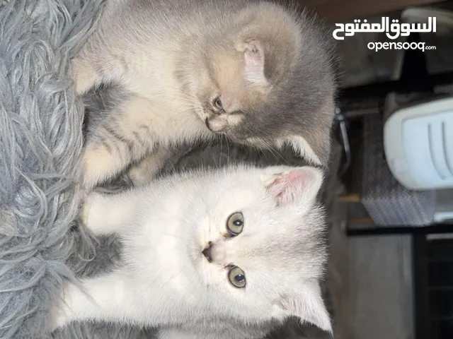 قطتين سكوتش ستريت ذكر وانثى عمر 50 يوم