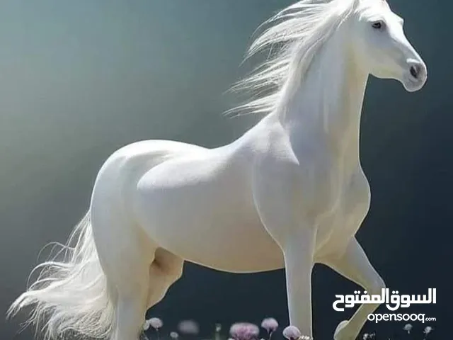 خزان مياه بلاستك