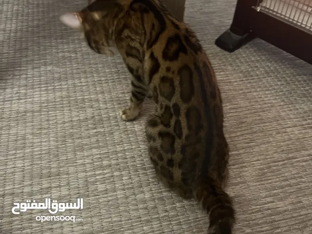 Bengal cat