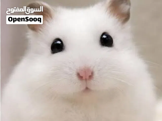 هامستر ابيض شتوي hamster