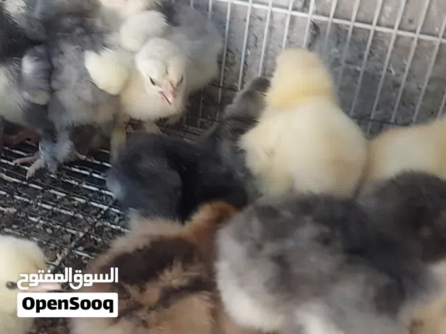 دجاج زينة سلالة البراهما الفاخر