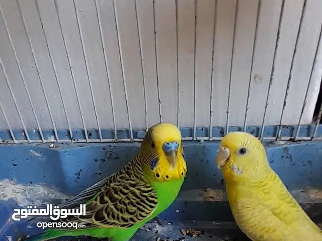 مطلوب طيور حب في لوا الكوره جواز شغلات