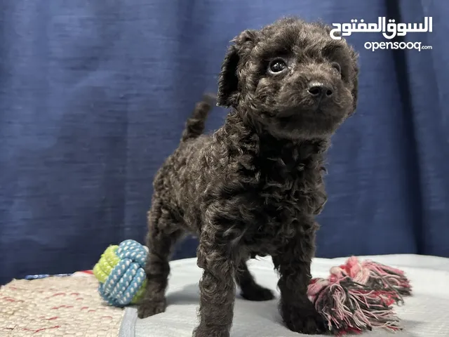 Poodle Blue ( female)