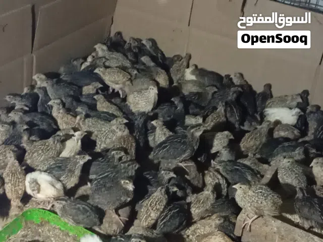 طيور السمان السعر 100طير 20ريال