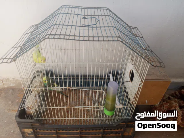 ببغاء بقالينو للبيع اقرا الوصف